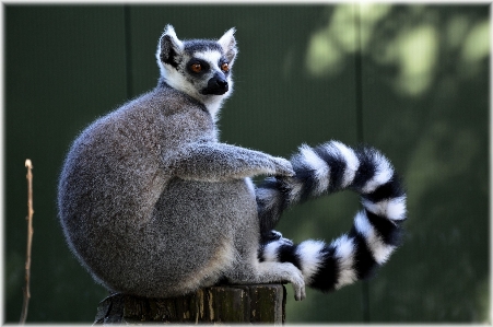 Tree forest outdoor animal Photo