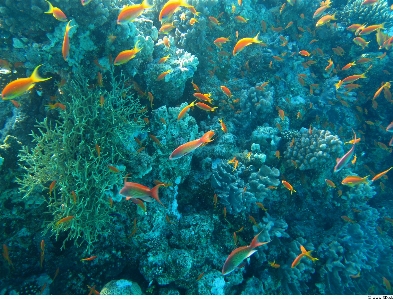 海 水 海洋 动物 照片