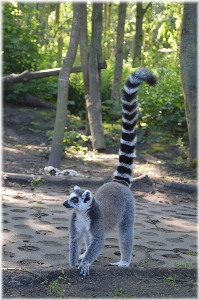 Tree forest outdoor animal Photo