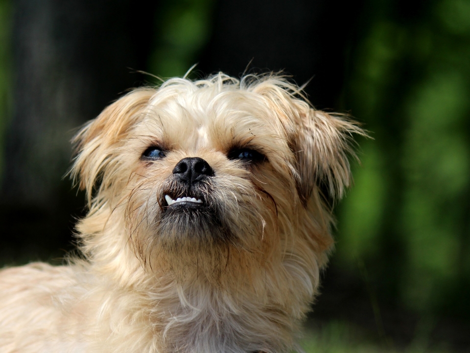 Cachorro perro lindo mamífero