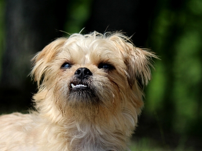 Foto Cachorro perro lindo mamífero