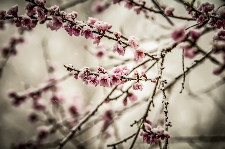 Photo Nature bifurquer fleurir neige