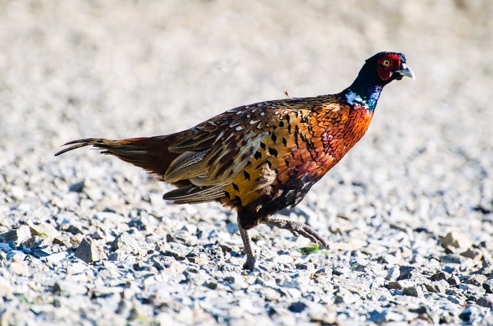 Alam burung margasatwa paruh