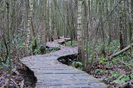 Foto árvore natureza floresta caminho