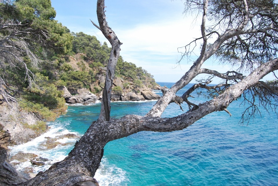 Mar costa árvore natureza