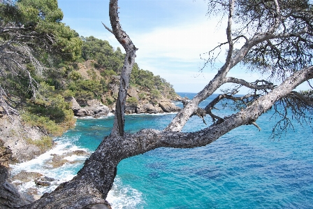 Foto Mare costa albero natura