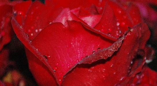 Nature blossom dew plant Photo