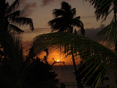 Beach sea tree water Photo