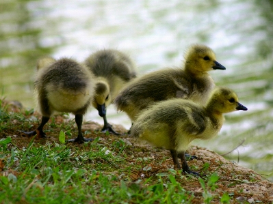 Nature bird lake animal Photo