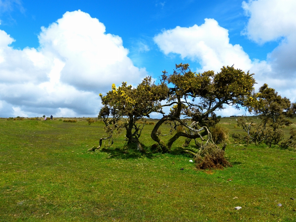 Krajobraz drzewo natura trawa