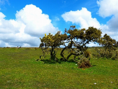 Landscape tree nature grass Photo