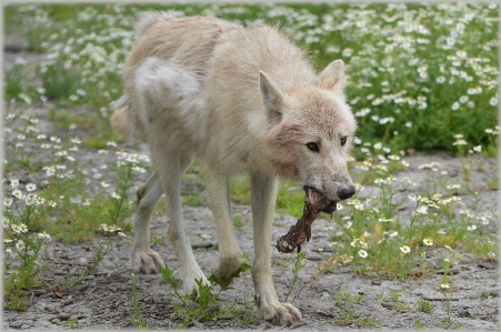 Dog animal wildlife zoo Photo