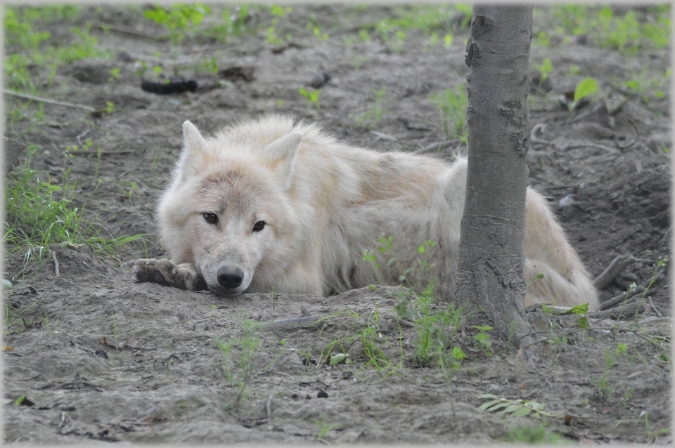 Dog animal wildlife zoo