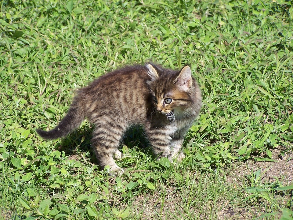 çimen evcil hayvan kedi yavrusu