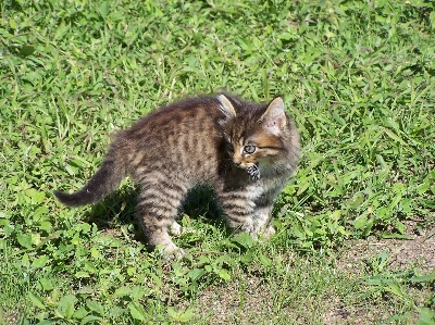 草 ペット 子猫 猫 写真