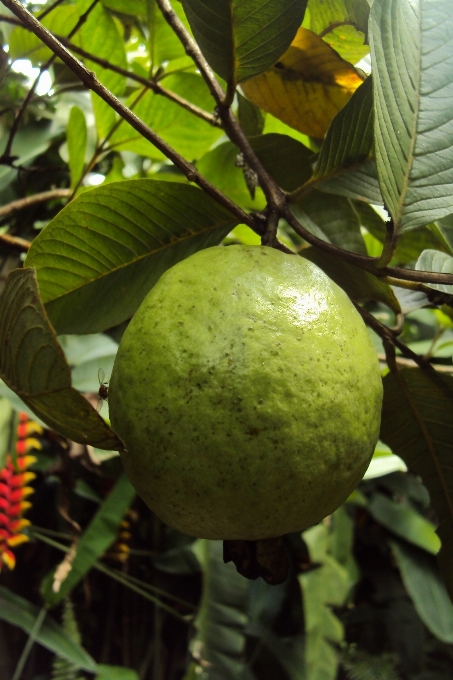 Branch plant fruit flower