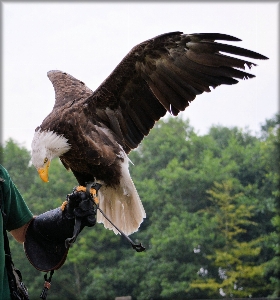 Bird wing animal wildlife Photo