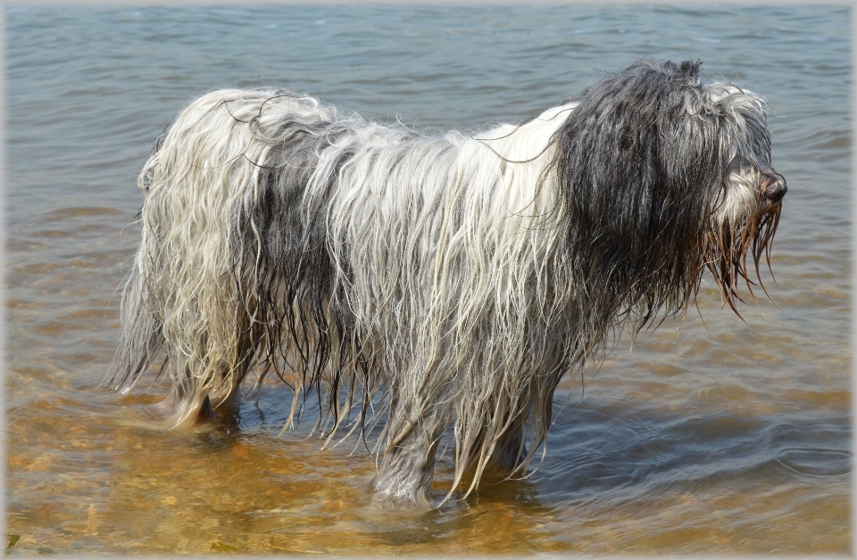 água ar livre jogo cachorro