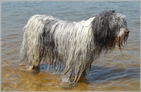 Water outdoor game dog Photo