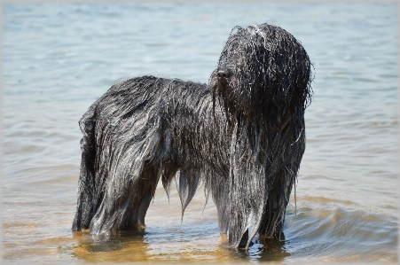 Water outdoor game dog Photo