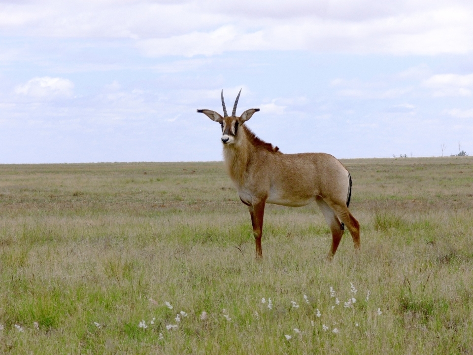 Meadow prairie wildlife deer