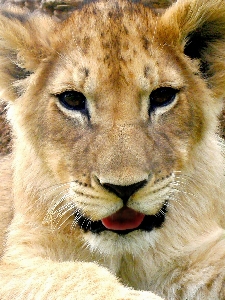 Photo Faune artistique mammifère crinière
