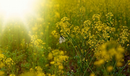 Nature grass abstract plant Photo