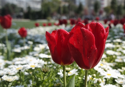 Foto Alam rumput mekar pertumbuhan