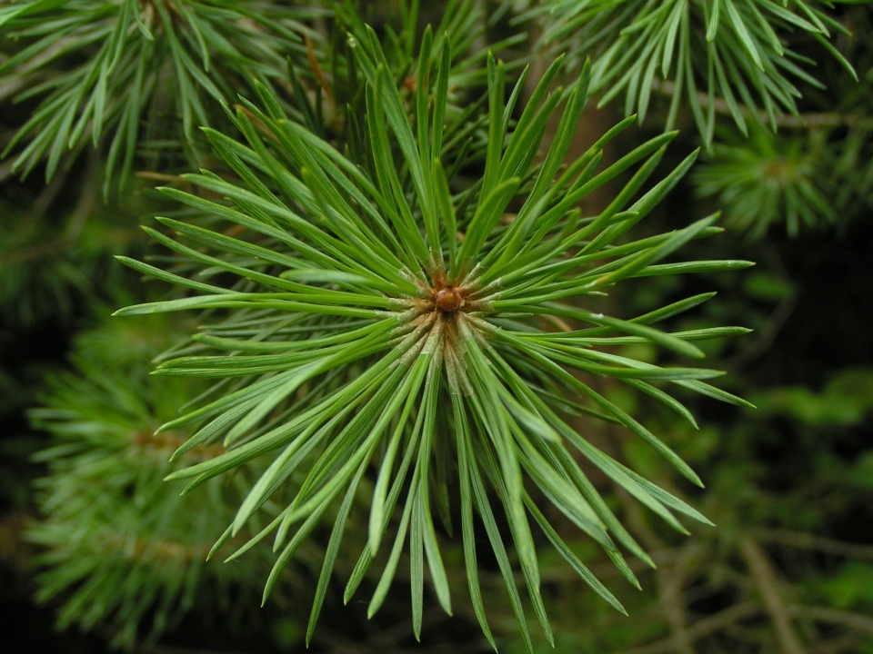 Tree branch plant leaf