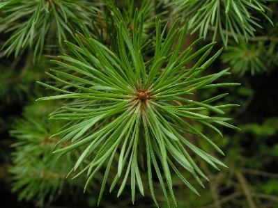 Tree branch plant leaf Photo