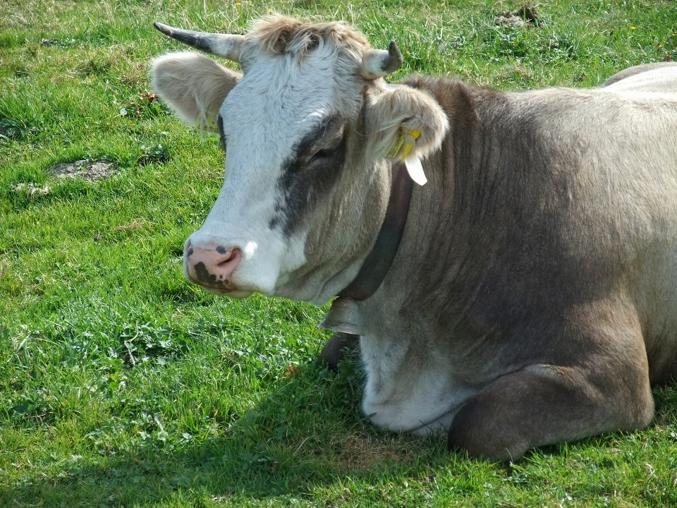 Gras feld bauernhof wiese
