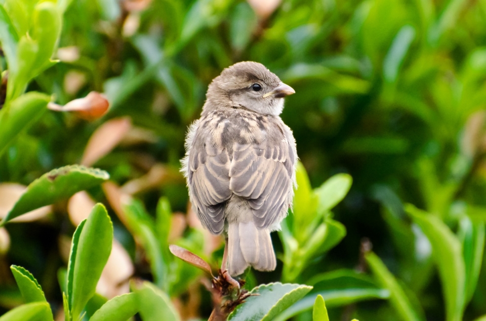 Nature bifurquer oiseau fleur