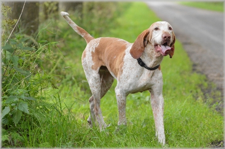 Foto All'aperto cane animale domestico