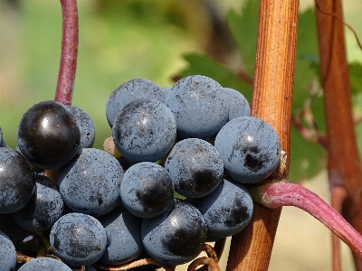 Branch blur plant grape Photo