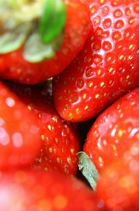 Plant fruit flower petal Photo