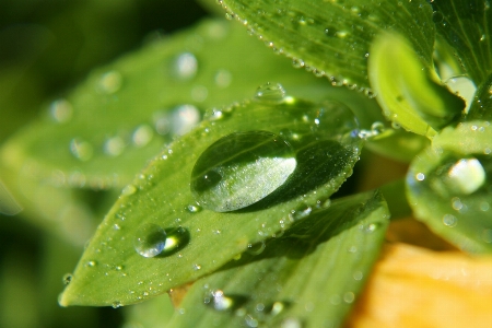 Water drop dew plant Photo