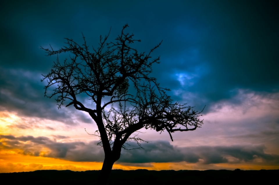 Paisaje árbol naturaleza horizonte