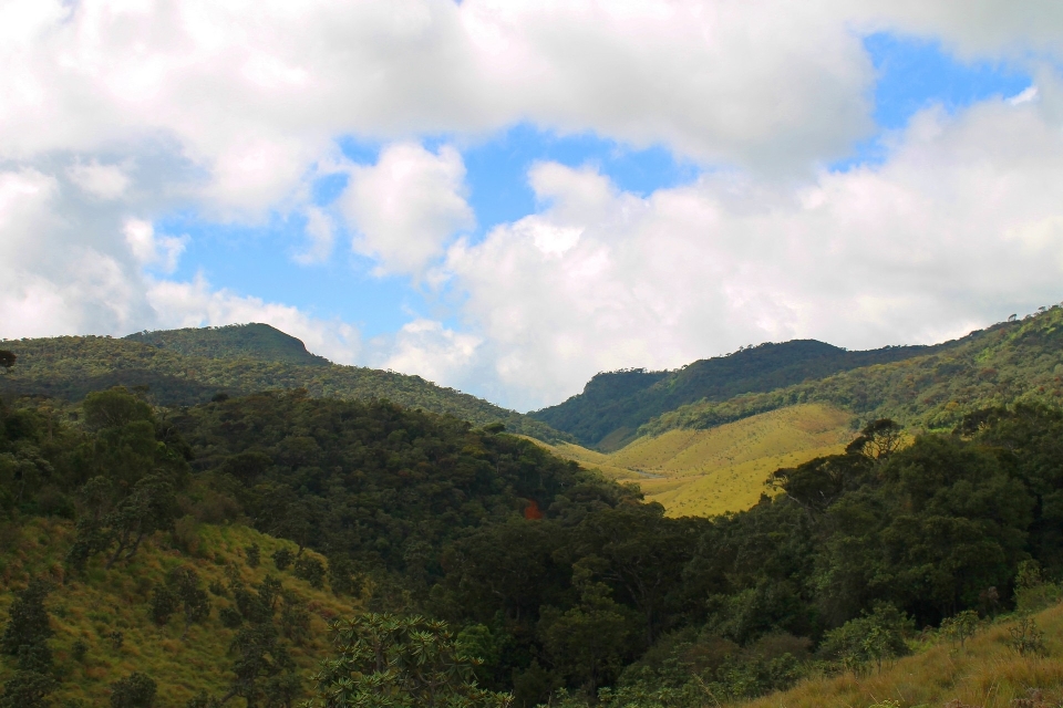 Paisaje árbol naturaleza bosque