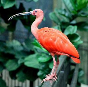 Foto Natureza ar livre região selvagem
 pássaro