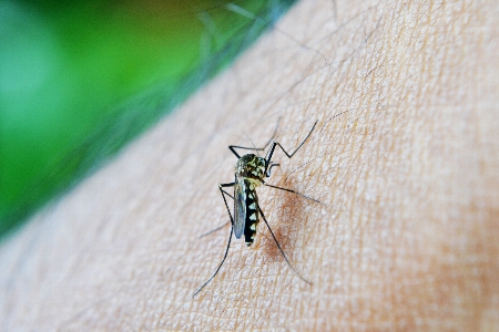 Wing photography leaf fly Photo