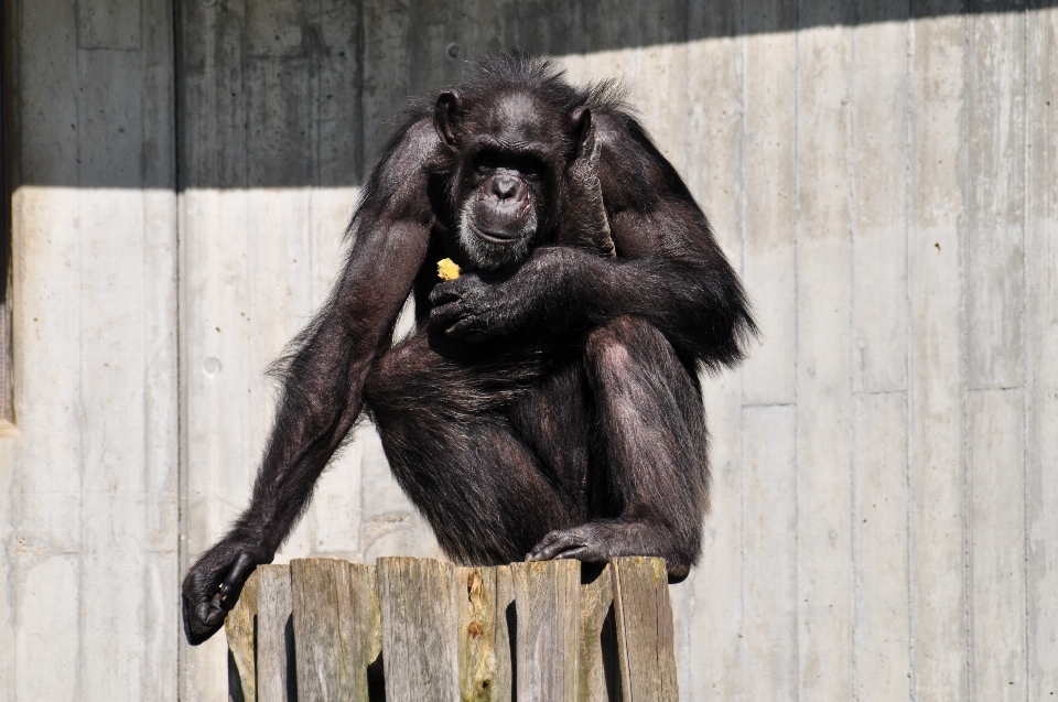 Animal zoo mammifère singe