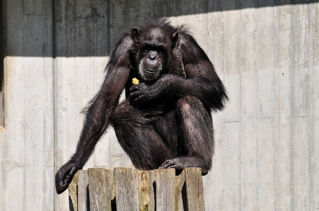 Foto Animal jardim zoológico mamífero macaco