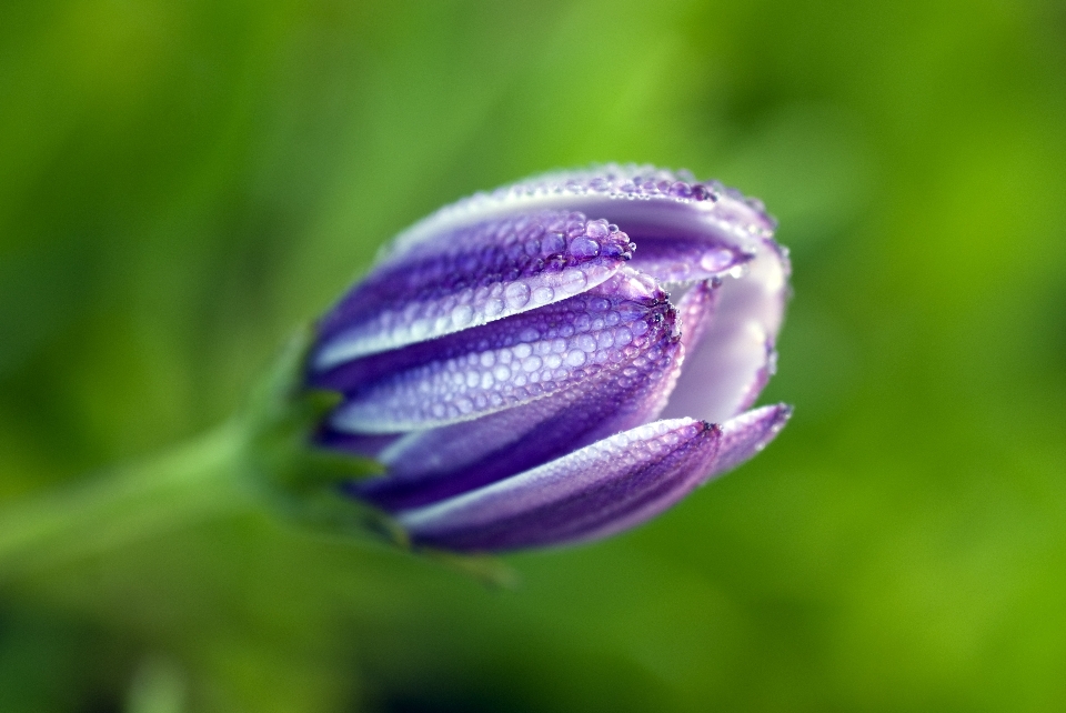 Natur gras blüte anlage