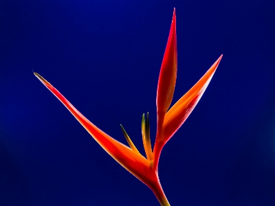 Blossom plant sky sunlight Photo