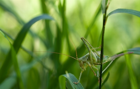 自然 草 分野 芝生 写真