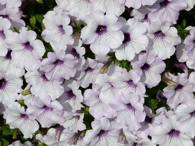 自然 花 植物 白 写真