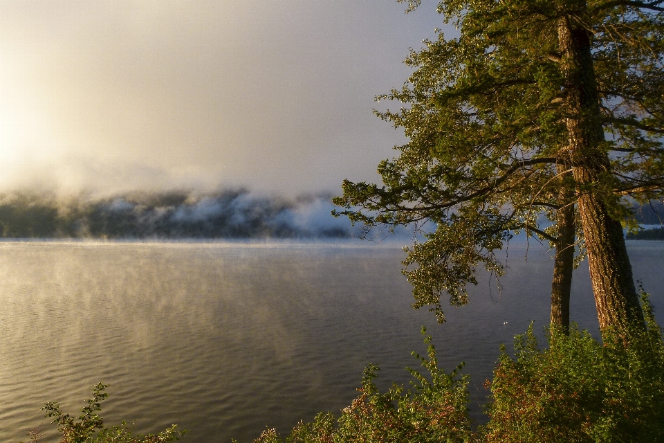 Krajobraz drzewo woda natura