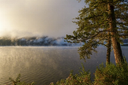 Photo Paysage arbre eau nature