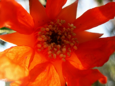 ライト 植物 花 花弁 写真