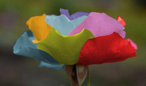 Nature blossom plant leaf Photo